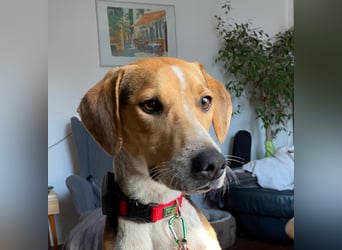 Lola, sucht ihr eigenes Körbchen