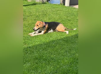 Lola, sucht aktive Menschen