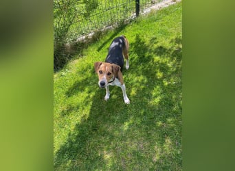 Lola, sucht aktive Menschen