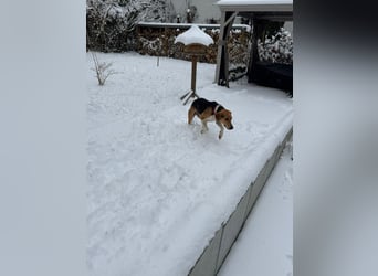 Lola, sucht ihr eigenes Körbchen