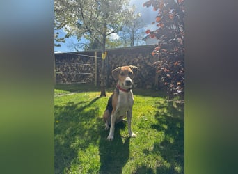 Lola, sucht aktive Menschen