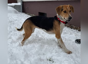 Lola, sucht ihr eigenes Körbchen