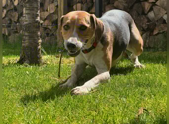 Lola, sucht aktive Menschen