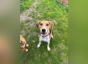 Lola, sucht aktive Menschen