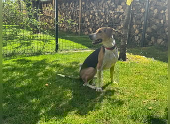 Lola, sucht aktive Menschen