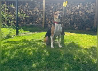 Lola, sucht aktive Menschen