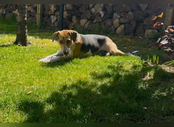 Lola, sucht aktive Menschen