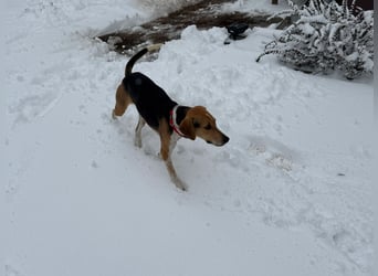 Lola, sucht ihr eigenes Körbchen