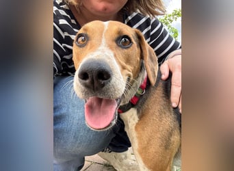 Lola, sucht aktive Menschen