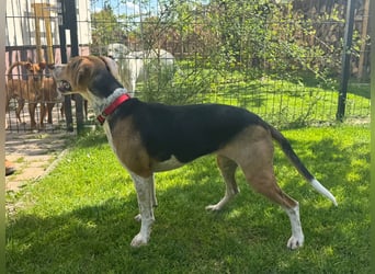 Lola, sucht aktive Menschen