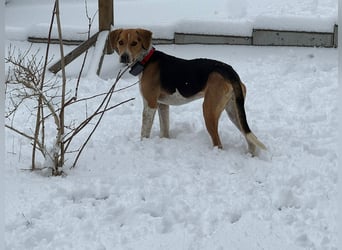 Lola, sucht ihr eigenes Körbchen