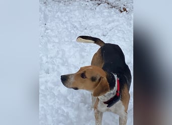 Lola, sucht ihr eigenes Körbchen