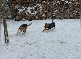 Lola, sucht ihr eigenes Körbchen
