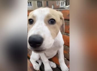 Luna - süße Welpenmaus