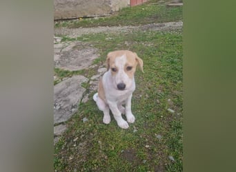 Luna - süße Welpenmaus