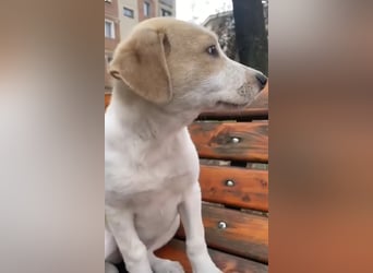 Luna - süße Welpenmaus