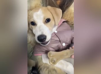 Luna - süße Welpenmaus