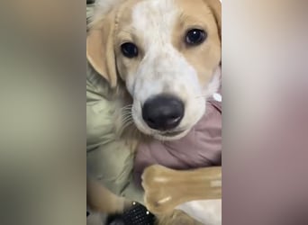 Luna - süße Welpenmaus