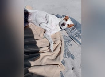 Rocky, wartet schon so lange