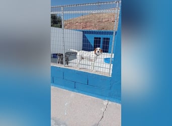 Rocky, wartet schon so lange