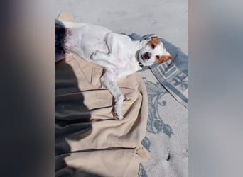 Rocky, wartet schon so lange