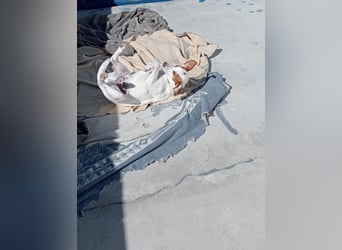 Rocky, wartet schon so lange