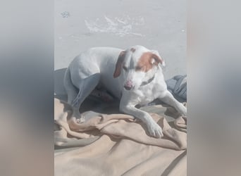 Rocky, wartet schon so lange