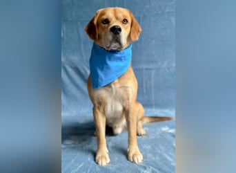 Thomas - Freundlicher Hundejunge sucht sein Für-immer-Zuhause!