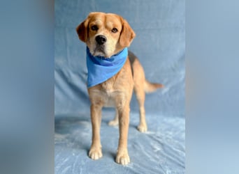 Thomas - Freundlicher Hundejunge sucht sein Für-immer-Zuhause!