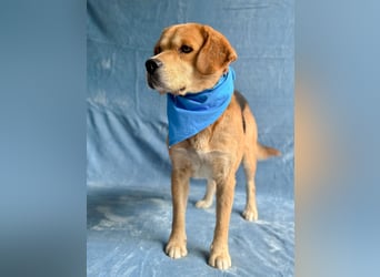 Thomas - Freundlicher Hundejunge sucht sein Für-immer-Zuhause!