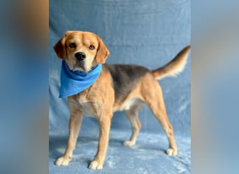 Thomas - Freundlicher Hundejunge sucht sein Für-immer-Zuhause!