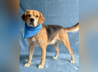 Thomas - Freundlicher Hundejunge sucht sein Für-immer-Zuhause!