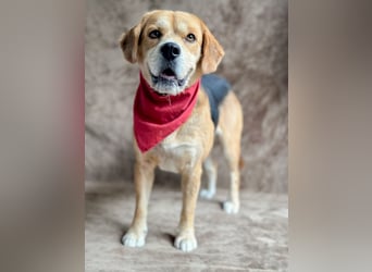 Thomas - Freundlicher Hundejunge sucht sein Für-immer-Zuhause!