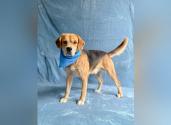 Thomas - Freundlicher Hundejunge sucht sein Für-immer-Zuhause!