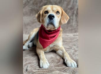 Thomas - Freundlicher Hundejunge sucht sein Für-immer-Zuhause!