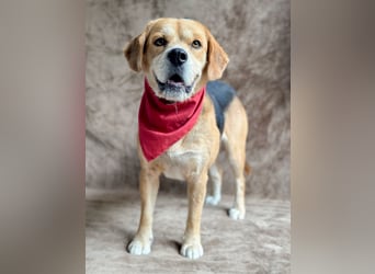 Thomas - Freundlicher Hundejunge sucht sein Für-immer-Zuhause!