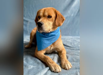 Thomas - Freundlicher Hundejunge sucht sein Für-immer-Zuhause!