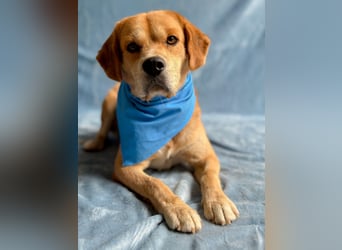Thomas - Freundlicher Hundejunge sucht sein Für-immer-Zuhause!