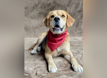 Thomas - Freundlicher Hundejunge sucht sein Für-immer-Zuhause!