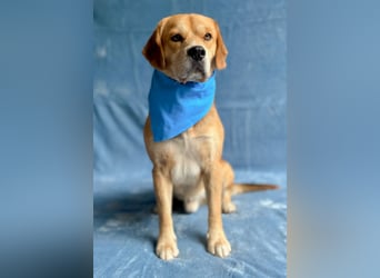 Thomas - Freundlicher Hundejunge sucht sein Für-immer-Zuhause!