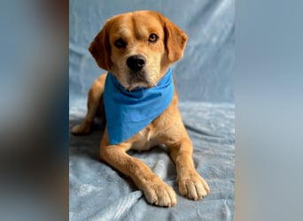 Thomas - Freundlicher Hundejunge sucht sein Für-immer-Zuhause!