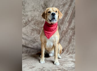 Thomas - Freundlicher Hundejunge sucht sein Für-immer-Zuhause!
