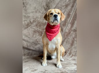 Thomas - Freundlicher Hundejunge sucht sein Für-immer-Zuhause!