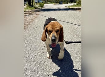 Beagle Mix PAVLOS sucht eine Familie!