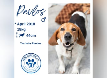 Beagle Mix PAVLOS sucht eine Familie!
