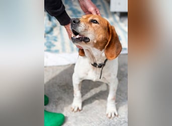 Beagle Mix PAVLOS sucht eine Familie!