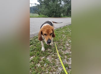 Beagle Mix PAVLOS sucht eine Familie!