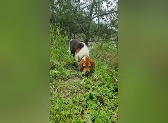 Beagle Mix PAVLOS sucht eine Familie!