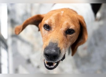 Beagle Mix PAVLOS sucht eine Familie!