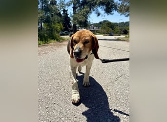 Beagle Mix PAVLOS sucht eine Familie!